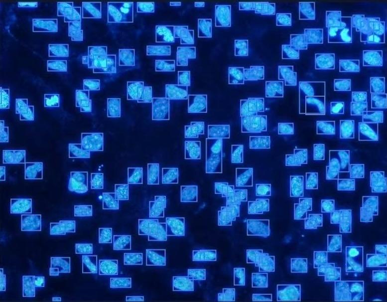 Cell analysis visualization